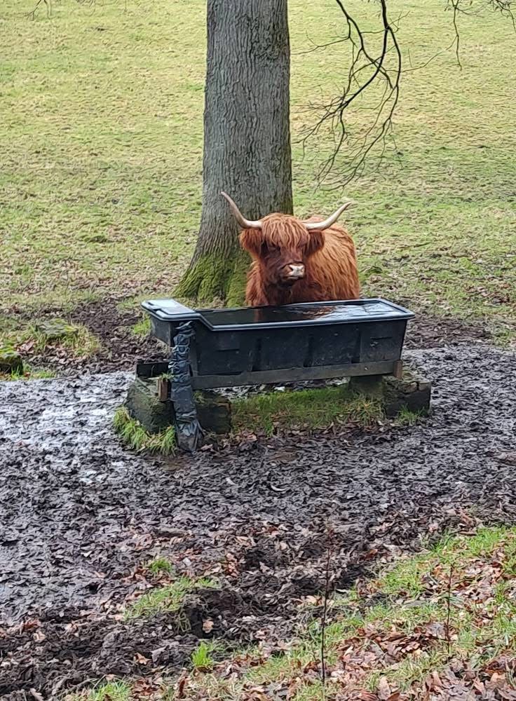 Highland cow looking over a water trough in Pollok Park, Glasgow