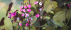 Bean plant with pink flowers