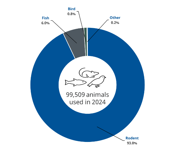 A pie chart showing the numbers of animals used at the University of Glasgow in 2024