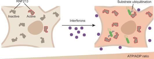 RNF213 E3 activity is tightly coupled to the cellular ATP/ADP ratio. Interferon stimulation causes an increase in ATP levels, which induces RNF213 E3 activity and substrate ubiquitination.