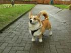 Archie, a Pembroke Welsh Corgi