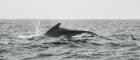 Long-finned pilot whale at sea