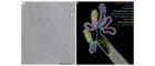 Left: Slice through cryo-electron tomogram of hybrid influenza A and respiratory syncytial virus. Right: coloured rending of the same hybrid virus particle