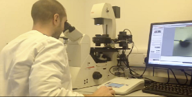 Image of a male scientist working at a microscope carryout microinjection on mosquito eggs