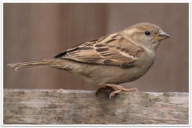sparrow new 2