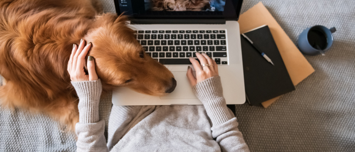 Photo of person working from home with dog