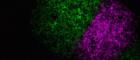 Two influenza A viruses, one labelled magenta and one labelled green, have spread rapidly across this sheet of cells, but are unable to cross into each other’s territory. •	Image credit: Anna Sims, MRC-University of Glasgow Centre for Virus Research