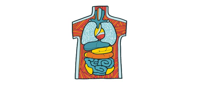 Cartoon image of a human torso showing the organs. 