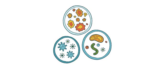 Cartoon image of 3 petri dishes containing various cells and viruses.